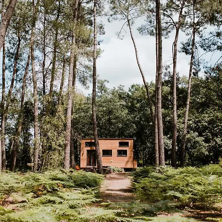 Tiny - Lodge