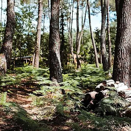 Tiny - Lodge *