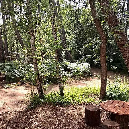 Tiny - Lodge